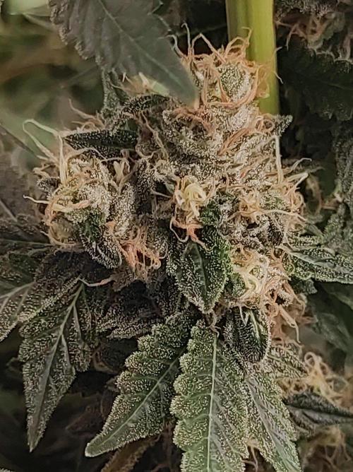 Radical Juice #2. Week 11