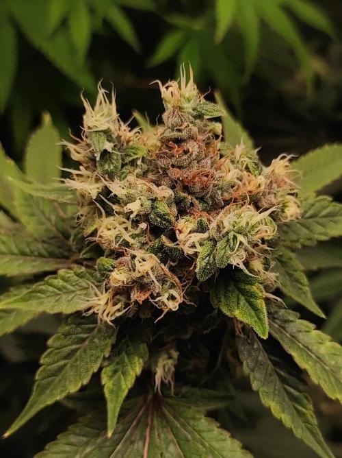 Radical Juice #2. Week 11