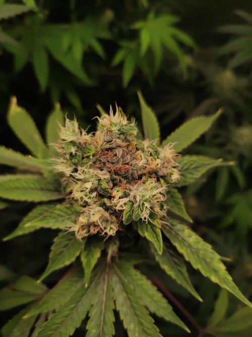 Radical Juice #2. Week 11