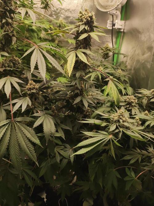 Radical Juice #2. Week 11