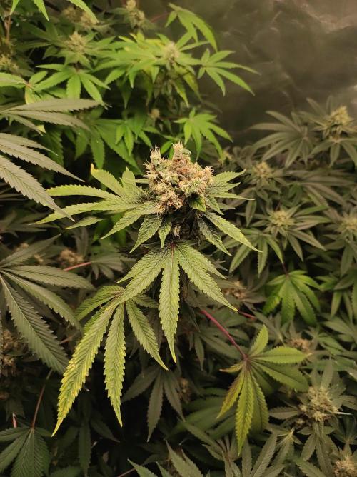 Radical Juice #2. Week 11