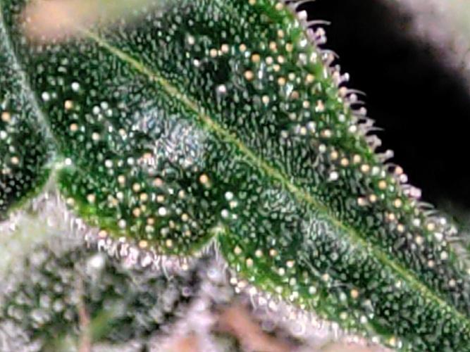 Radical Juice #2. Week 11