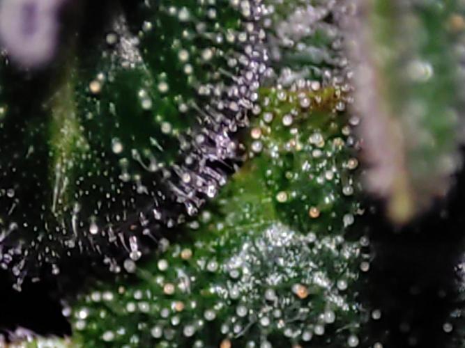 Radical Juice. Week 14