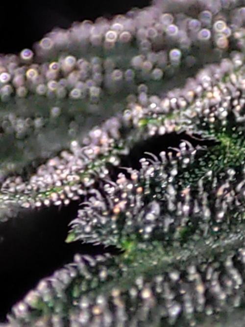 Radical Juice. Week 14