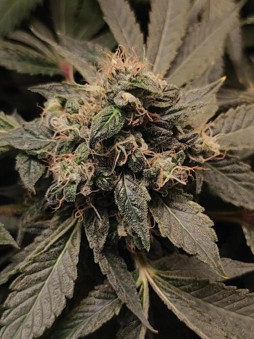 Radical Juice. Week 14