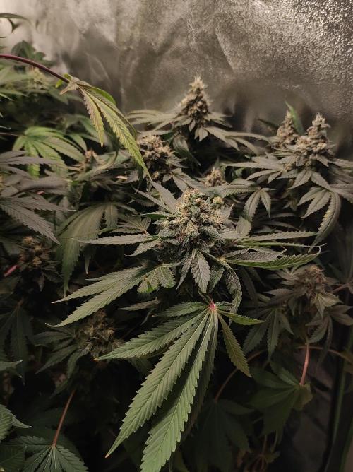 Radical Juice. Week 14