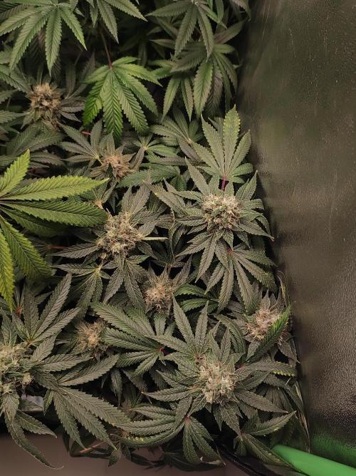 Radical Juice. Week 14