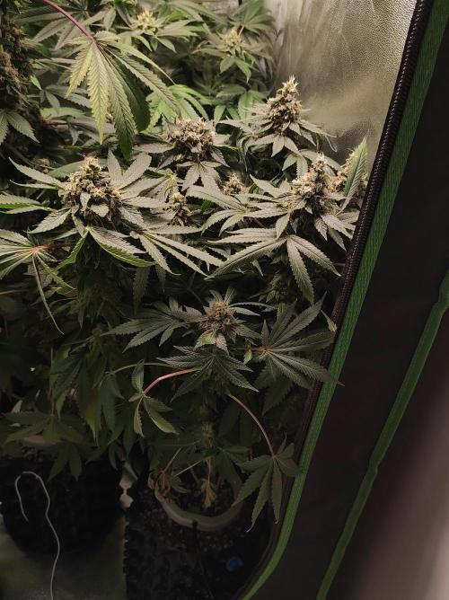 Radical Juice. Week 14