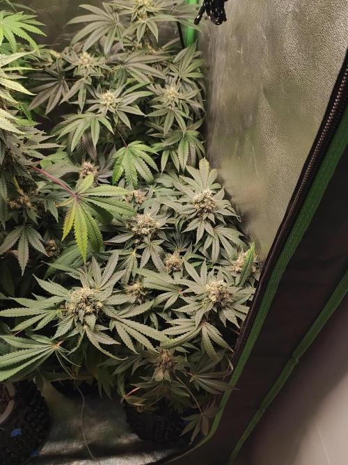 Radical Juice. Week 14