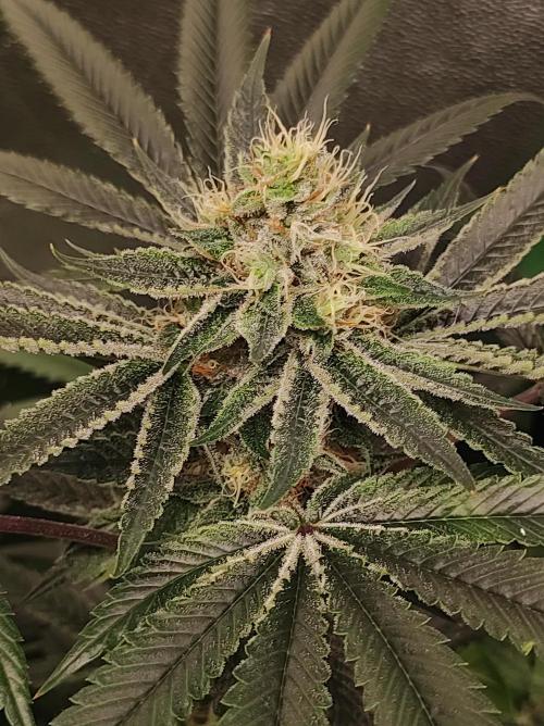 Gelato 41 #2. Week 11