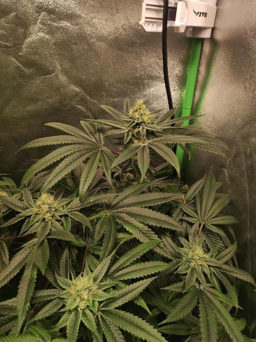 Gelato 41 #2. Week 11