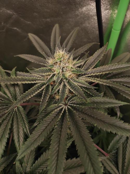 Gelato 41 #2. Week 11