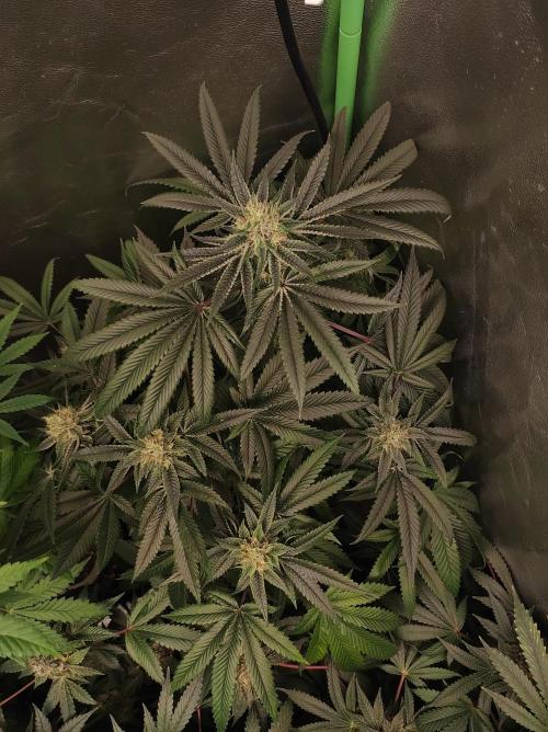 Gelato 41 #2. Week 11