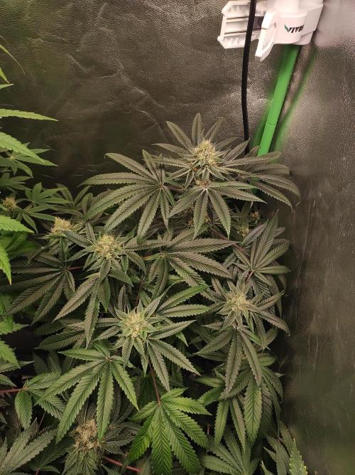 Gelato 41 #2. Week 11