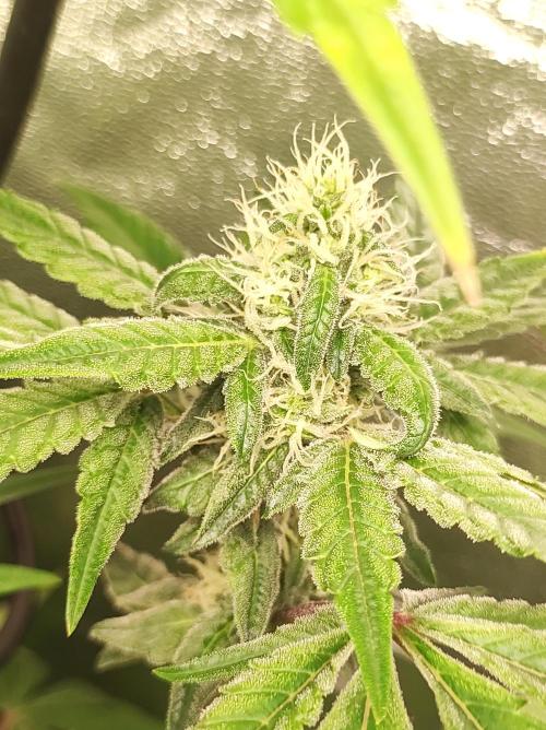 Lambeijax #Santa Maria. Week 8