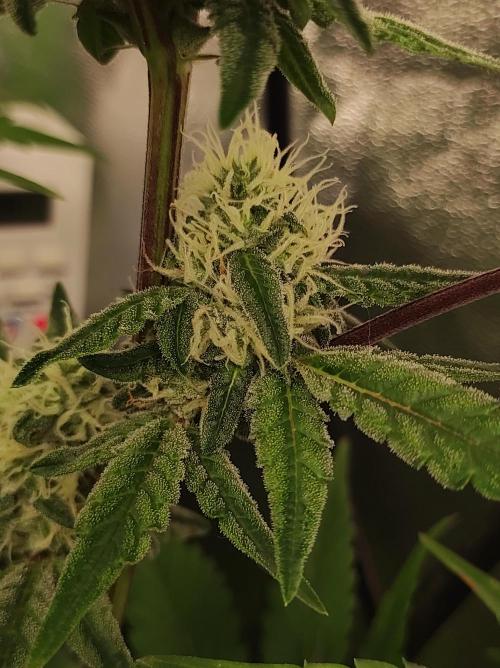 Lambeijax #Santa Maria. Week 8