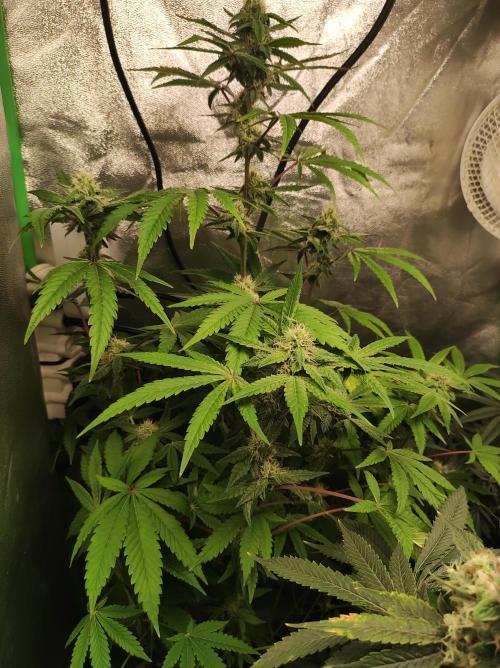 Lambeijax #Santa Maria. Week 8