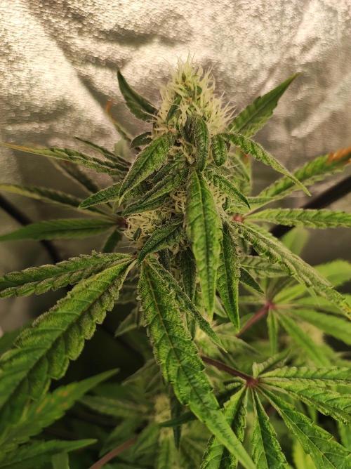 Lambeijax #Santa Maria. Week 8