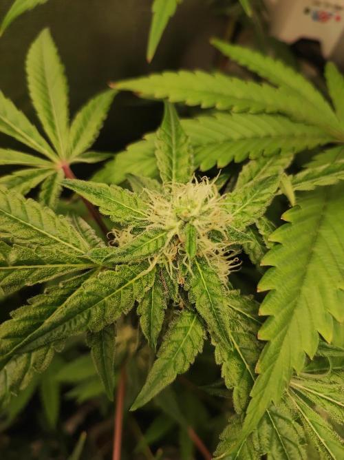 Lambeijax #Santa Maria. Week 8