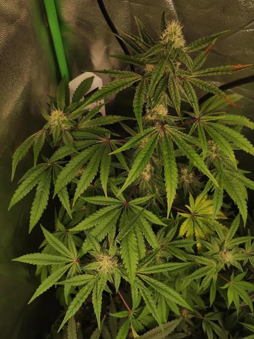 Lambeijax #Santa Maria. Week 8