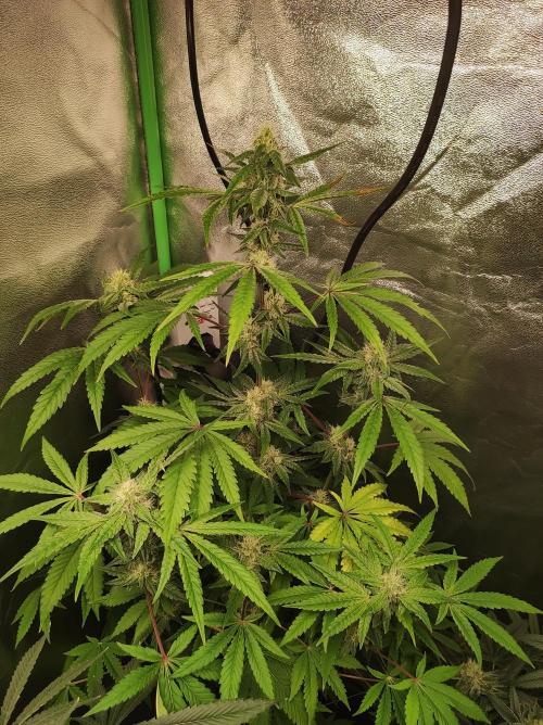 Lambeijax #Santa Maria. Week 8