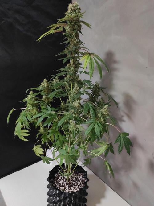 Radical Juice #2. Week 12