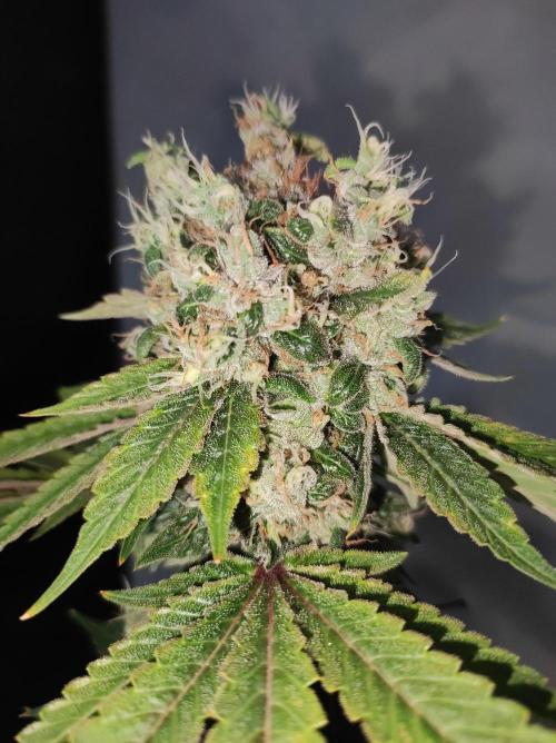 Radical Juice #2. Week 12