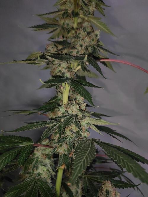 Radical Juice #2. Week 12