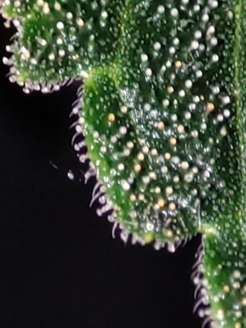 Radical Juice #2. Week 12