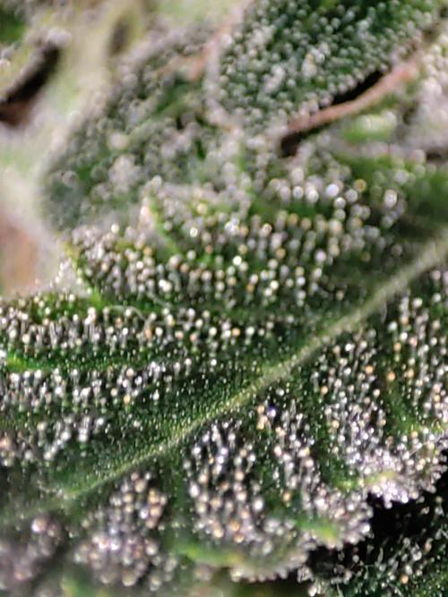 Radical Juice #2. Week 12