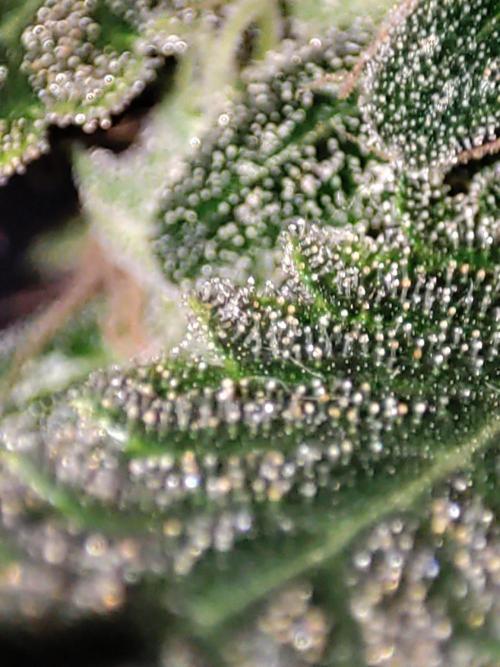 Radical Juice #2. Week 12