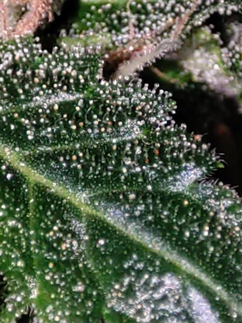 Radical Juice #2. Week 12