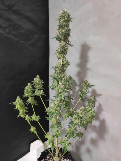 Radical Juice #2. Week 12