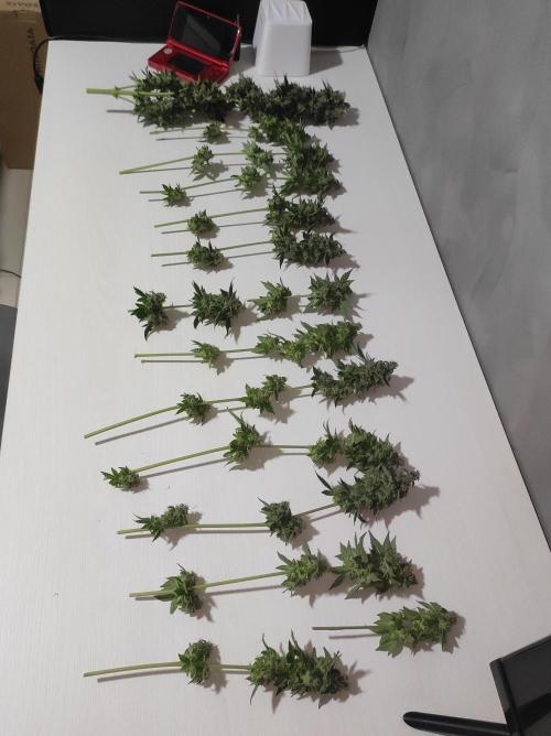 Radical Juice #2. Week 12