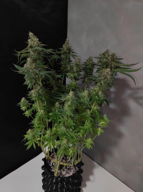 Radical Juice. Week 15