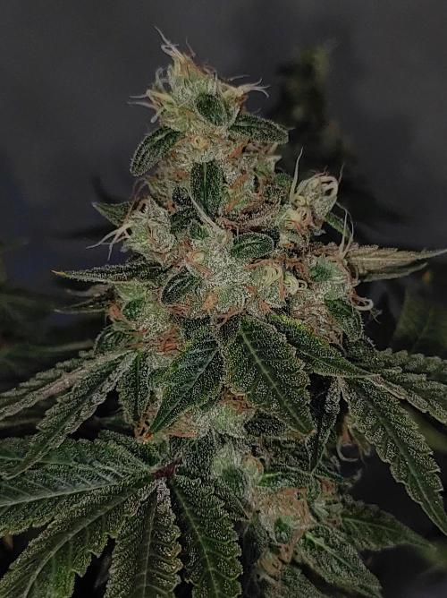 Radical Juice. Week 15