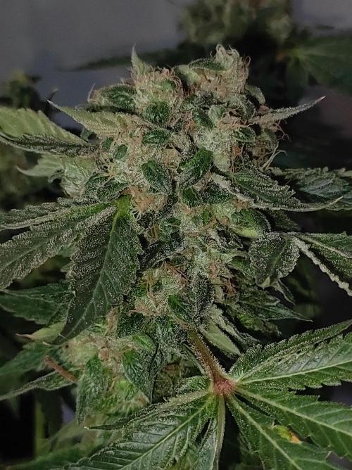 Radical Juice. Week 15