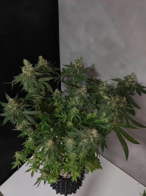 Radical Juice. Week 15