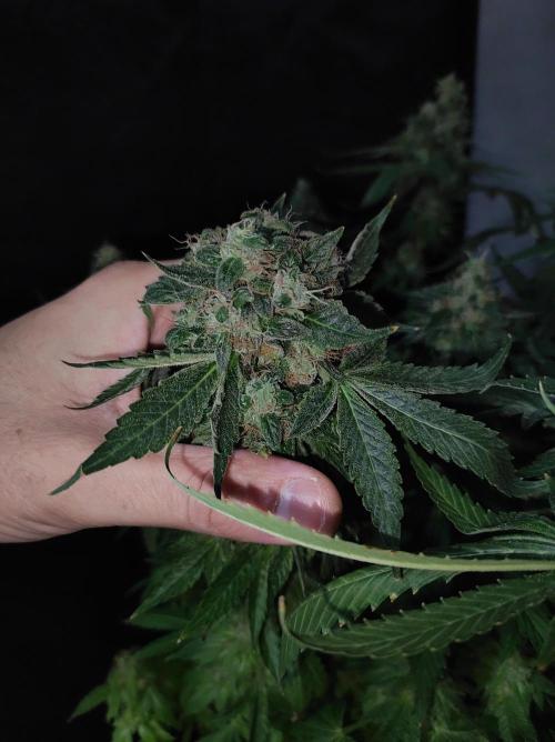 Radical Juice. Week 15