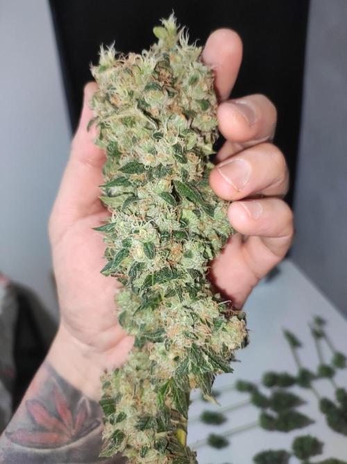 Radical Juice #2. Week 12