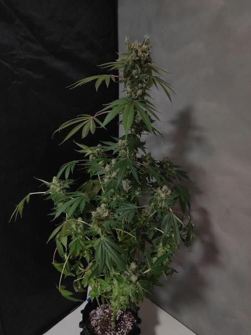 Radical Juice #1. Week 12