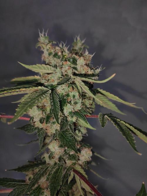 Radical Juice #1. Week 12