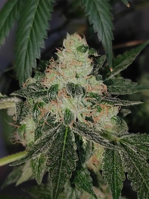 Radical Juice #1. Week 12