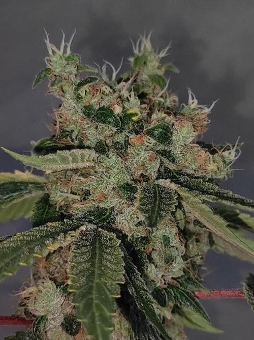 Radical Juice #1. Week 12