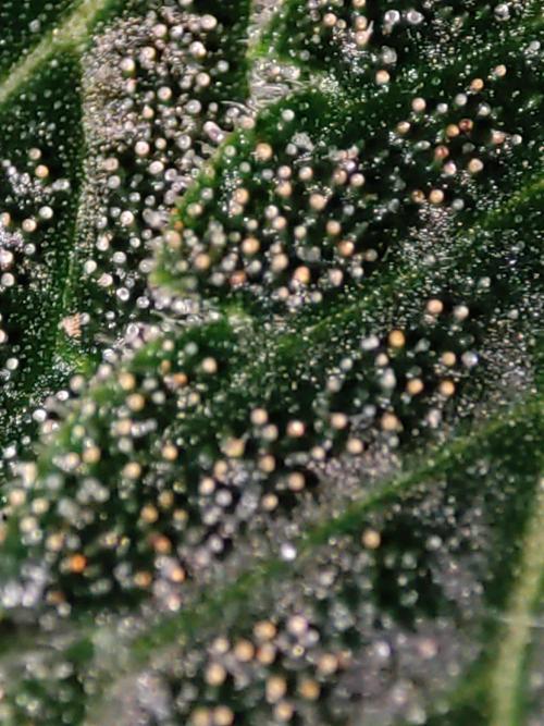 Radical Juice. Week 15