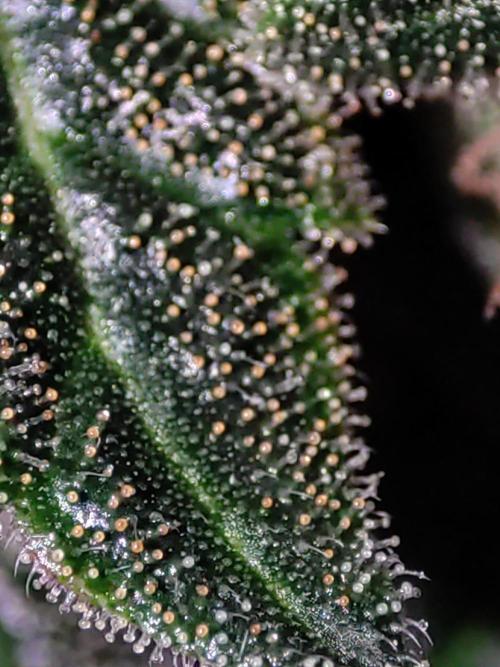 Radical Juice. Week 15