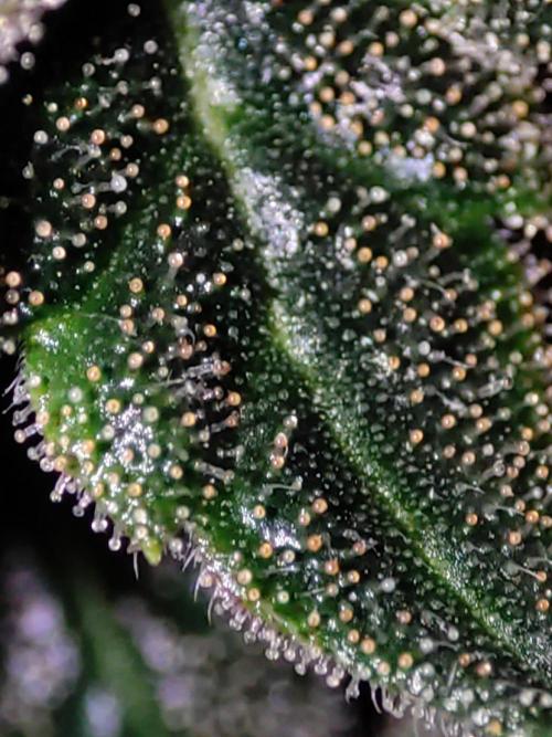 Radical Juice. Week 15