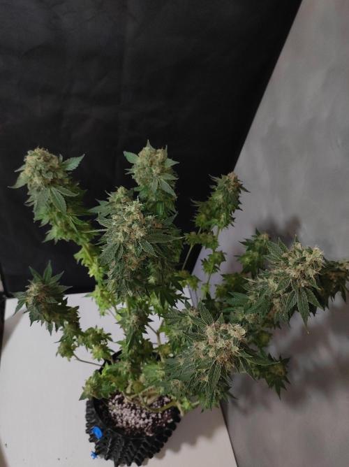 Radical Juice. Week 15