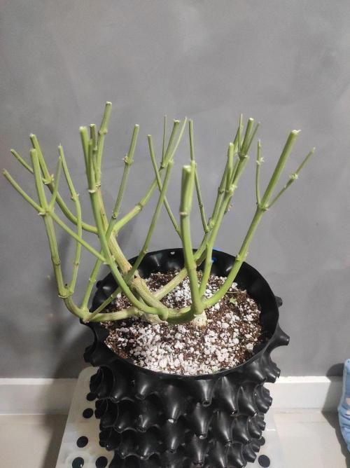 Radical Juice. Week 15