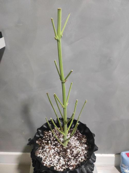 Radical Juice #2. Week 12